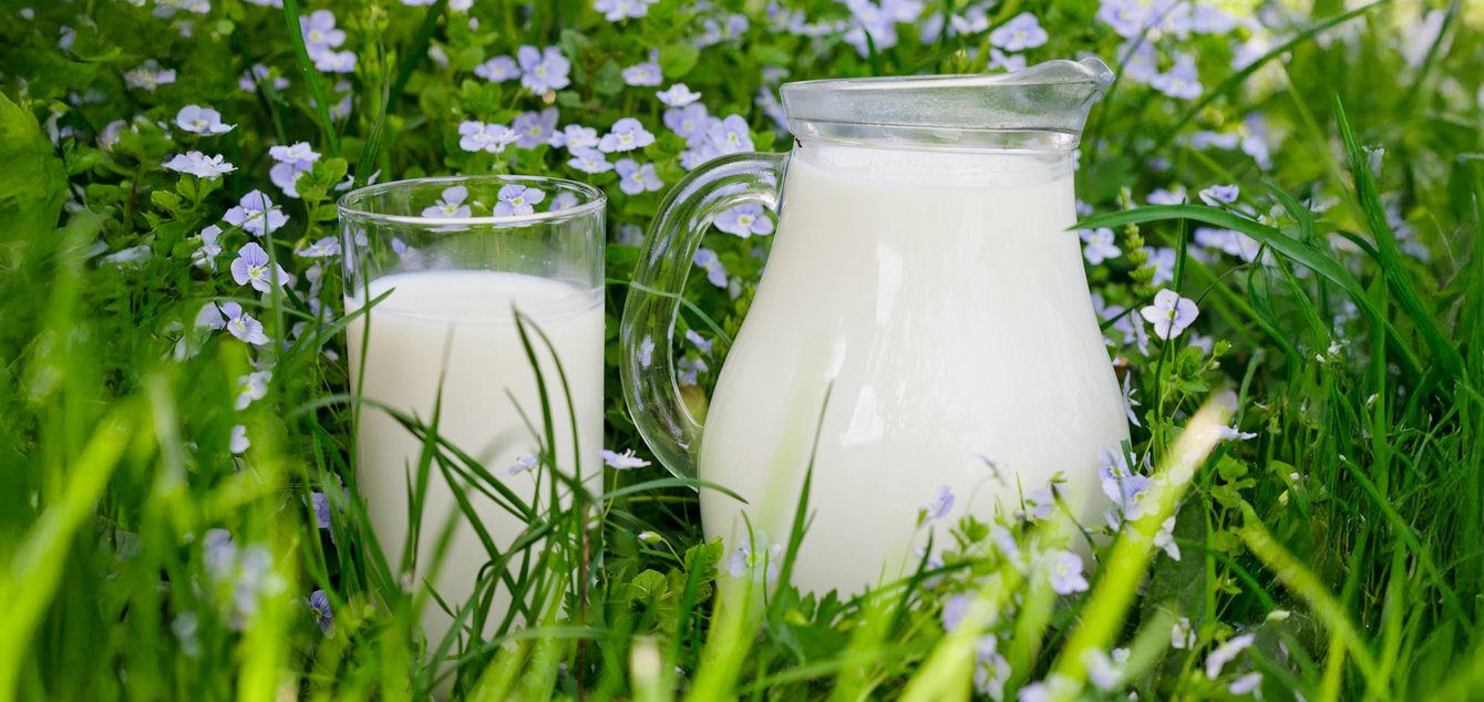 bioladen Molkereiprodukte