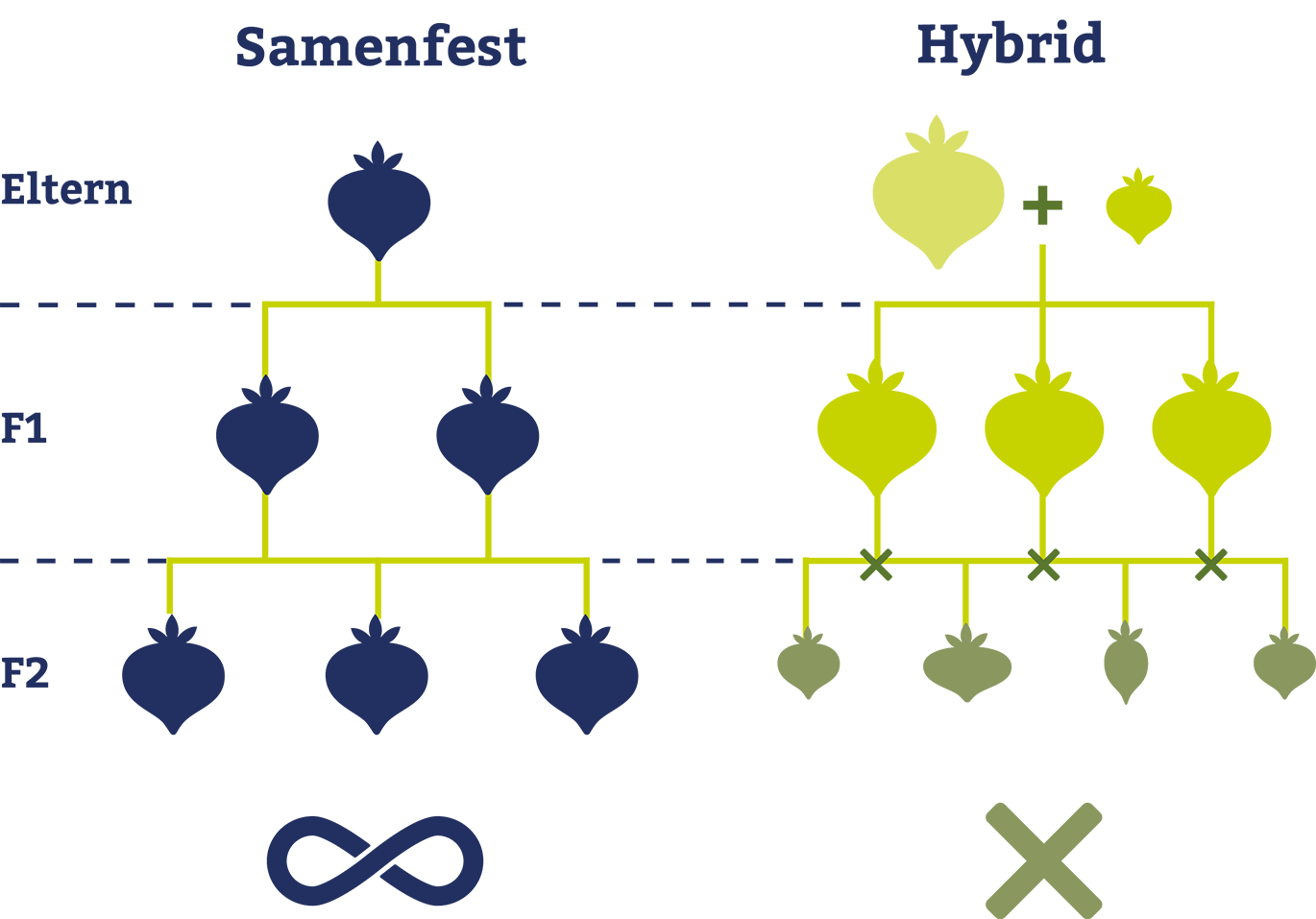 bioladen_Unterseite_SFS_Grafik