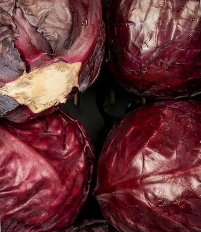 rotkohl_winterburger_2