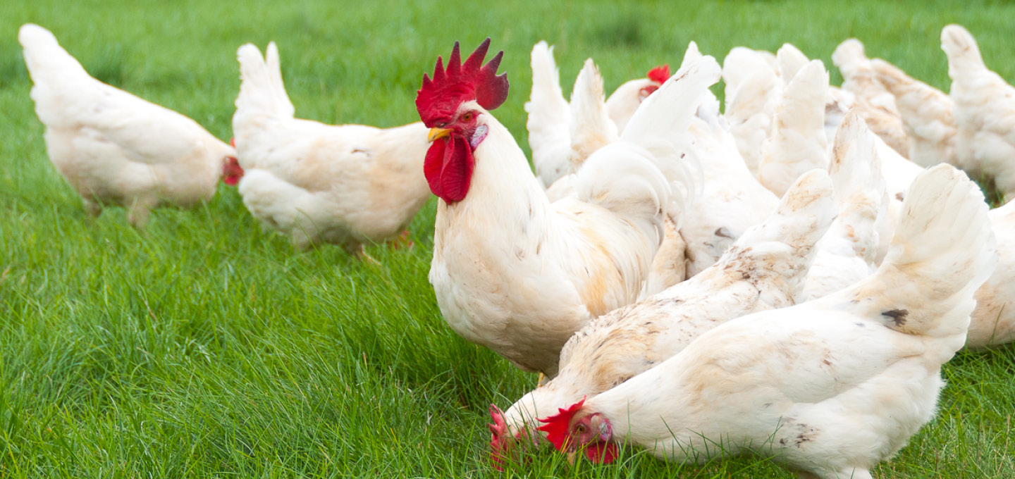 Weiße Hühner scharren auf einer grünen Wiese